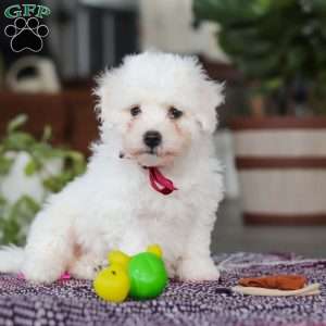 Rambo, Bichon Frise Puppy